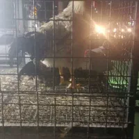 خروس سنگین برای کشتن