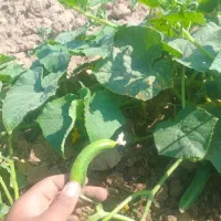 خیار بوته ای ریز مناسب خیارشور