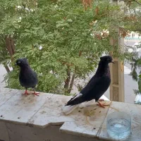کبوتر دم سفید