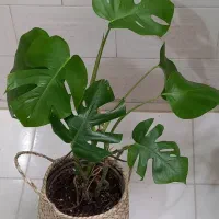 گل زاموفیلیا|گل و گیاه طبیعی|کرمانشاه, |دیوار