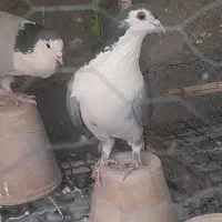 نر فولادی سر قدیم و نر خرقه