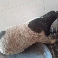 هیزه|ظروف نگهدارنده، پلاستیکی، یک‌بارمصرف|دورود, |دیوار