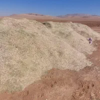 مقدار ۱۰تن کاه لوبیا|حیوانات مزرعه|سده (فارس), |دیوار