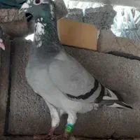 کبوتر|پرنده|آبپخش, |دیوار