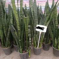 حراج واقعی سانسوریا به مناسبت روز مادر