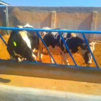 گاوگوساله تلیسه خریدوفروش درشهرضا|حیوانات مزرعه|اصفهان, امین‌آباد|دیوار