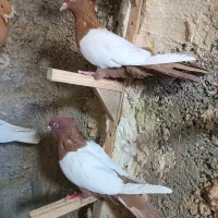 تعداد 18تا سینه کله|پرنده|شیراز, ریاستی|دیوار