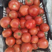 گوجه ولایتی