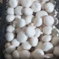 فروشنده خانم پاره وقت.فقط مجرد