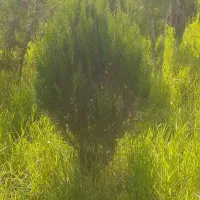 ۴۰۰۰ کاج طبری پنج ساله یکدست حراج|خدمات باغبانی و درختکاری|رشت, چمارسرا|دیوار