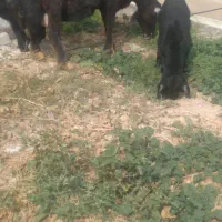 گوسفند بره دار دو قلو