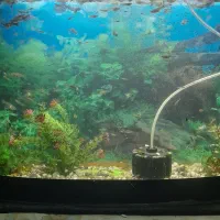 آکواریوم