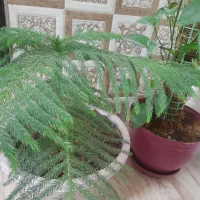 گل‌‌کاج‌مطبق‌‌مینیاتوری
