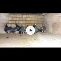 8تا پلاکی نر مست زرنگ هوایی تنگ بپسندی