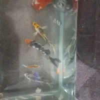 کوی سوپرباله|ماهی|قم, آزادگان|دیوار