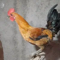 خروس لری اصل