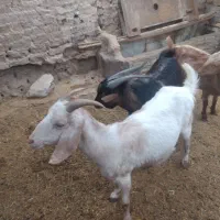 بز فروشی|حیوانات مزرعه|کشکوئیه, |دیوار