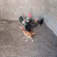 تخم مرغ نطفه دار محلی در رودان|حیوانات مزرعه|رودان, |دیوار