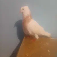 کفتر|پرنده|نوشین شهر, |دیوار