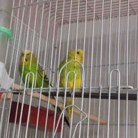 فروش دوتا مرغ عشق 550|پرنده|کرمان, |دیوار