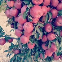 فروش نهال صنوبر درجه ۱ ترکیه|خدمات باغبانی و درختکاری|طاغنکوه, |دیوار