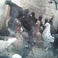 کفترپولکی زرهی ۳۵تا