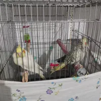 عروس هلندی مولد