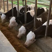 تهیه گوساله ازمیدان دام ودامداری