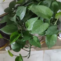گل پتوس|گل و گیاه طبیعی|اصفهان, براآن شمالی|دیوار