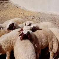 بره قوچ سنجابی میش مهربان گوسفند در کرمانشا|حیوانات مزرعه|خرم‌آباد, |دیوار