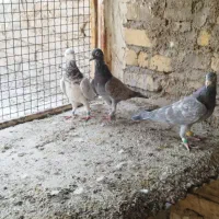 کفتر سرور|پرنده|شیراز, سعدیه شمالی|دیوار