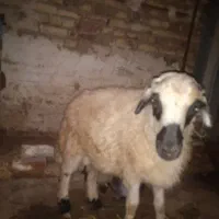 یک عدد بره گیج مناسب برای قربانی