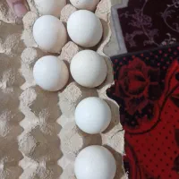 جوجه گلین وتخم نطفه دار گلین