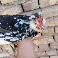 جوجه مرغ و خروس گلین پر پا کلاهی|حیوانات مزرعه|کرمان, |دیوار