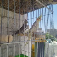 سه عدد عروس هلندی