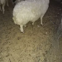 کودگوسفنددرجه یک محدوده شهر|خدمات باغبانی و درختکاری|رفسنجان, |دیوار