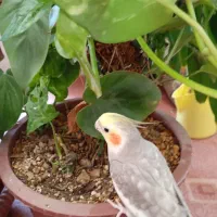 عروس هلندی|پرنده|اصفهان, کوجان|دیوار