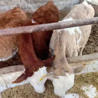 گوساله ماده سیمینتال اصل