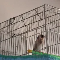 سهره دهن دار