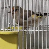 قناری و سهره