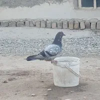 کفتر تهرانی|پرنده|پاکدشت, پاکدشت (مامازند)|دیوار