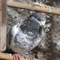 کبوتر پاکستانی و ایرانی