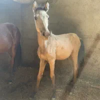 اسب یورقه