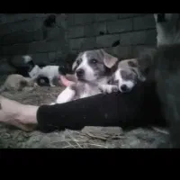 پا کوتاه ۱ وجب خانگی