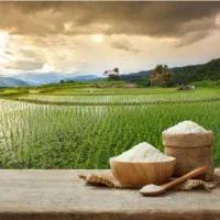 انواع برنج ایرانی و پاکستانی