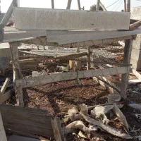 یک قفس چوبی بزرگ سالم چندتاجفکن بایددستی|لوازم جانبی حیوانات|بندرعباس, |دیوار