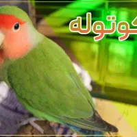 گمشده