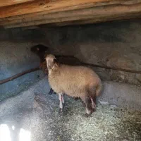 2عدد بره ماده سالم سرحال جفتی 20 ملیون|حیوانات مزرعه|مریوان, |دیوار