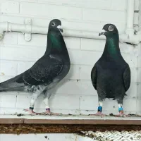 جفت مسافتی نسل عراق