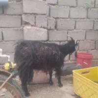 بز چاق
